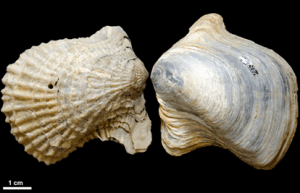 Mollusk fossils found in Louisiana