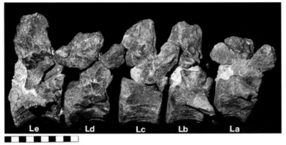 Images of the N. jonesi fragments