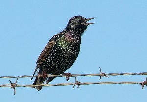 European_Starling_in_breeding_plumage