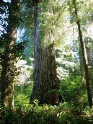 Image courtesy of Redwood-Ed (Flickr) 6275600636_a25da93d2d