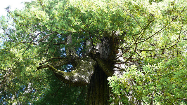 Image courtesy of vagabondians.com el viejo del norte