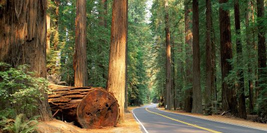 Image courtesy of redwoods.info photos-1579PAvenue of the Giants
