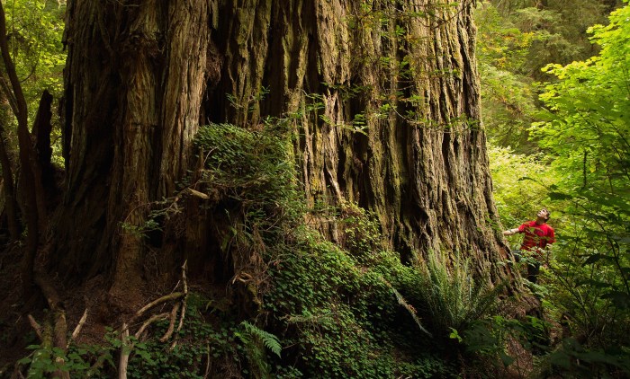 Image courtesy of Portland Landscape Design, Mario D. Vaden (mdvaden.com) Visser_11_1200