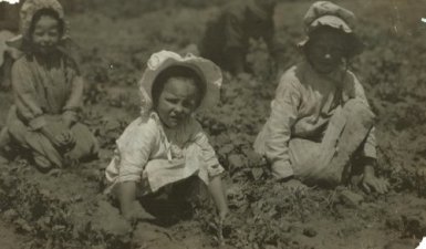Child workers in a sugar beet field in Sugar City, Colorado, 1915
