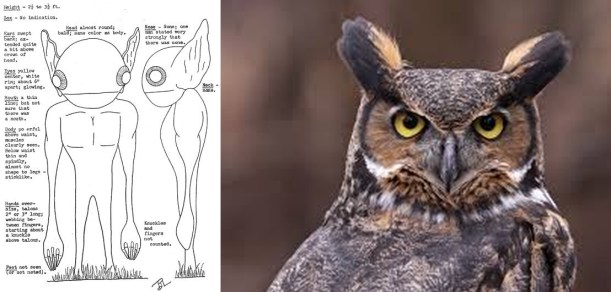 owl