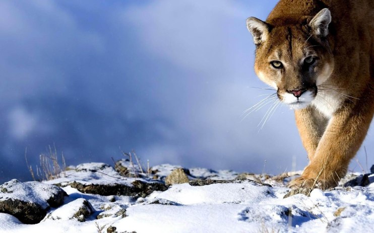 6890725-mountain-lion-wallpaper