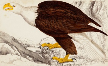Bald eagle, 1840 hand-coloured engraving