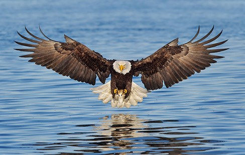 bald eagle fishing