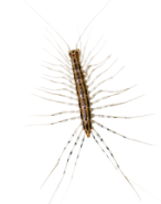 centipede-in-pennsylvania