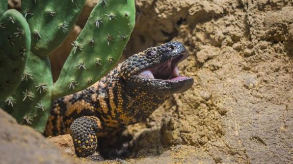 gila-monster-emerging-ground.jpg.adapt.945.1