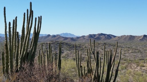 organ pipe cacti