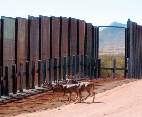 sonoran pronghorn border