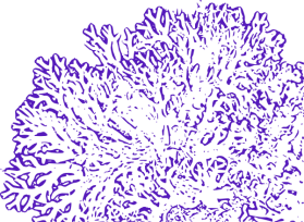 dark-purple-coral-reef-hi