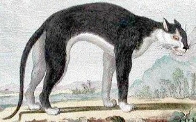 Buffon's couguar noire