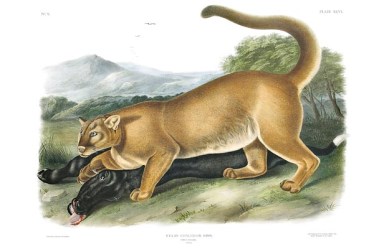 John Audubon, Cougar - AUD509